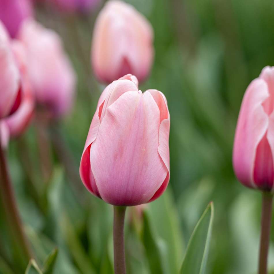 Tulpan 'Salmon Impression'